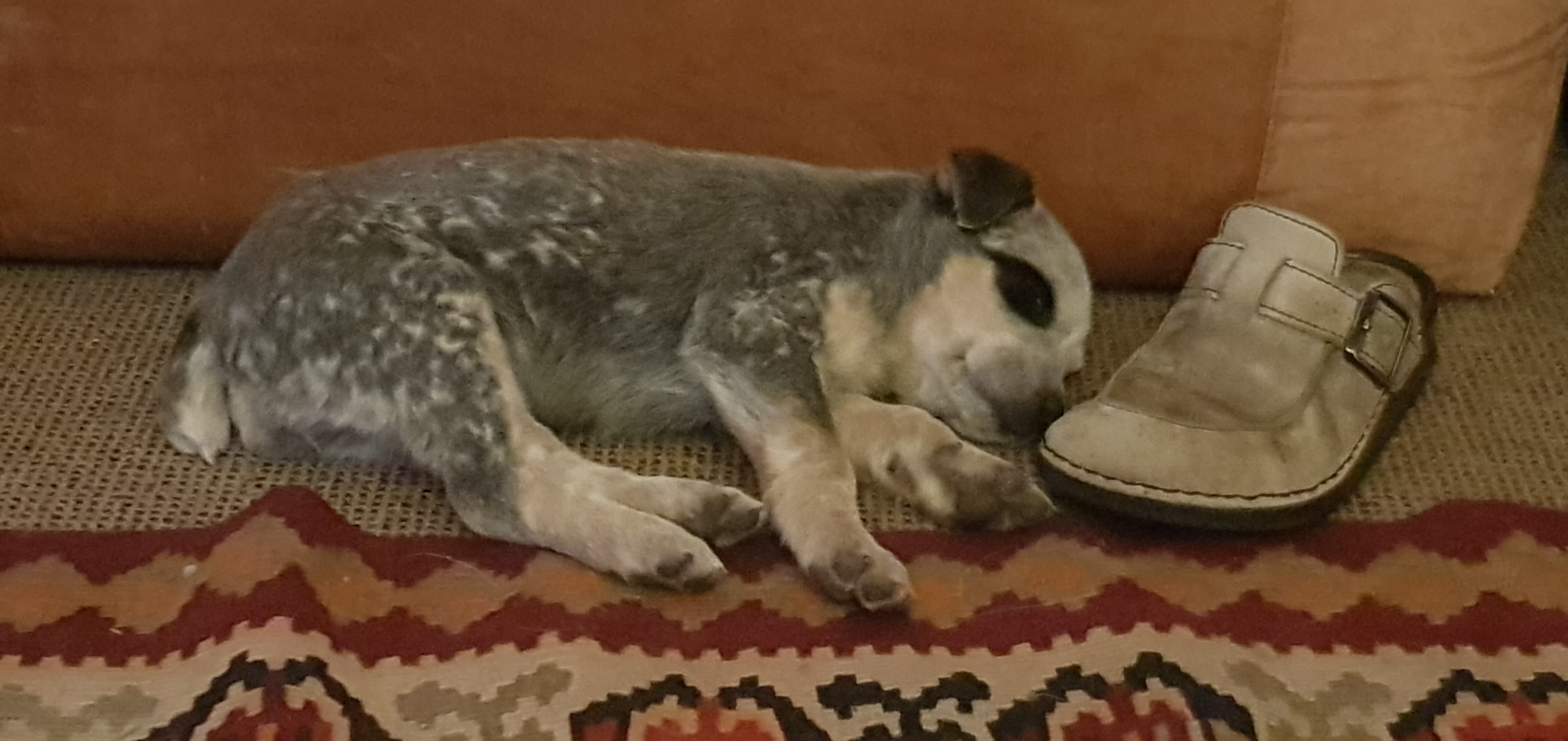 Pickle_Puppy_cropped