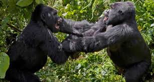 Fighting gorillas image